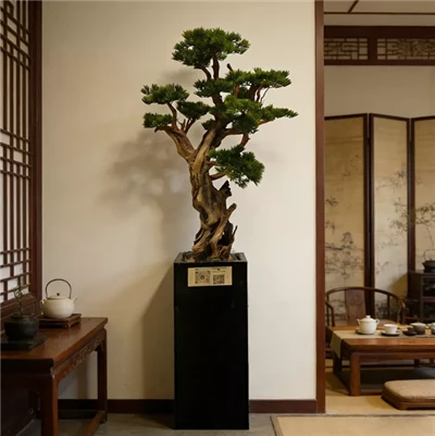 Gervi Pine Bonsai