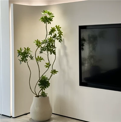 Gervi Schefflera pottaplanta