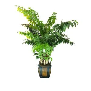 Artificial Caryota