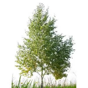 Artificial White Birch Tree