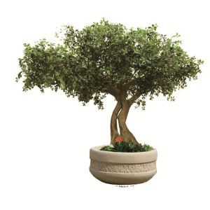 Gervi Black Olive Tree